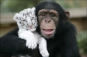 Читать новость нумизматики - Удивительная история Либерецкого зоопарка