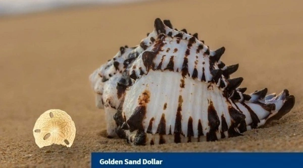 Фото Песчаные доллары от 