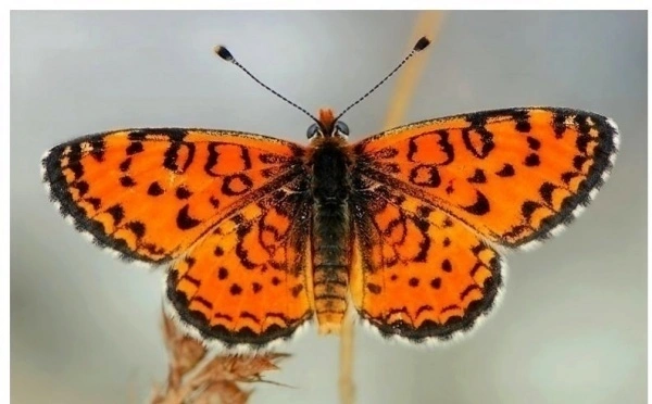 Фото Четвертая бабочка на