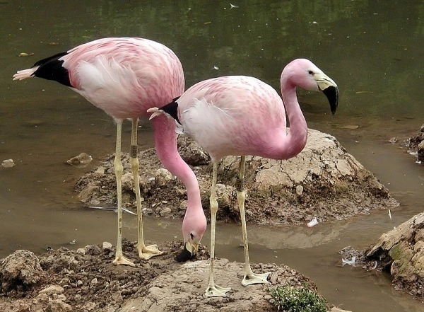 Фото Андский фламинго изо