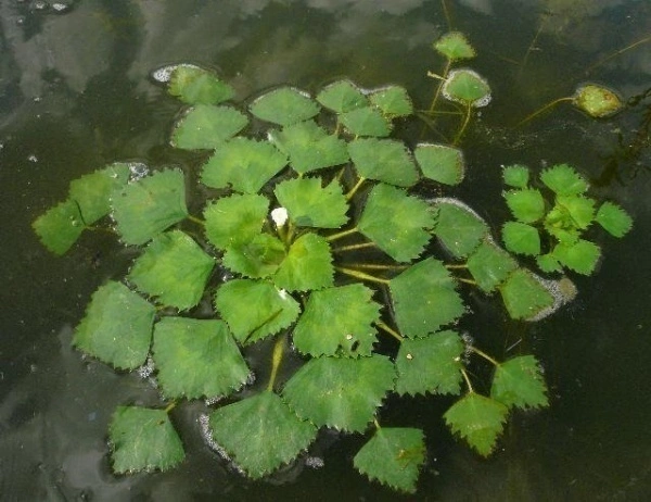 Фото Водяной орех под угр
