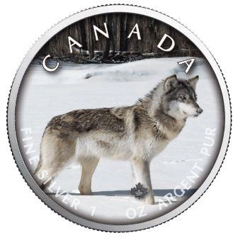 Фото Канадский волк на цв