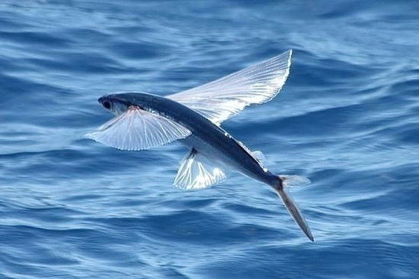 Фото Летучая рыба в сереб