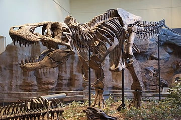 Фото Тиранозавр (T-Rex) н