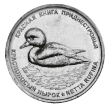 Фото Красноносый нырок на