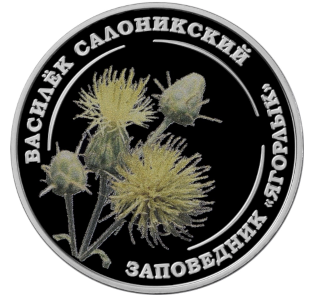 Фото Василёк салоникский 