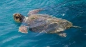 Читать новость нумизматики - Встречайте каретту – редкую морскую черепаху