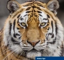 Читать новость нумизматики - Видео: Одинокий тигр в серебре