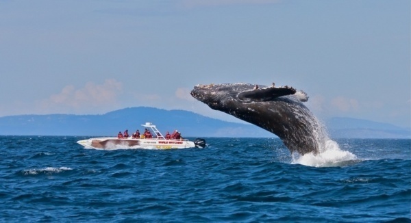 Фото Наблюдаем за китами 