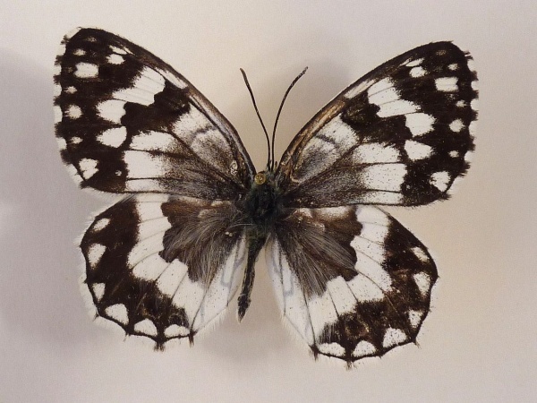 Фото Новая бабочка в изра